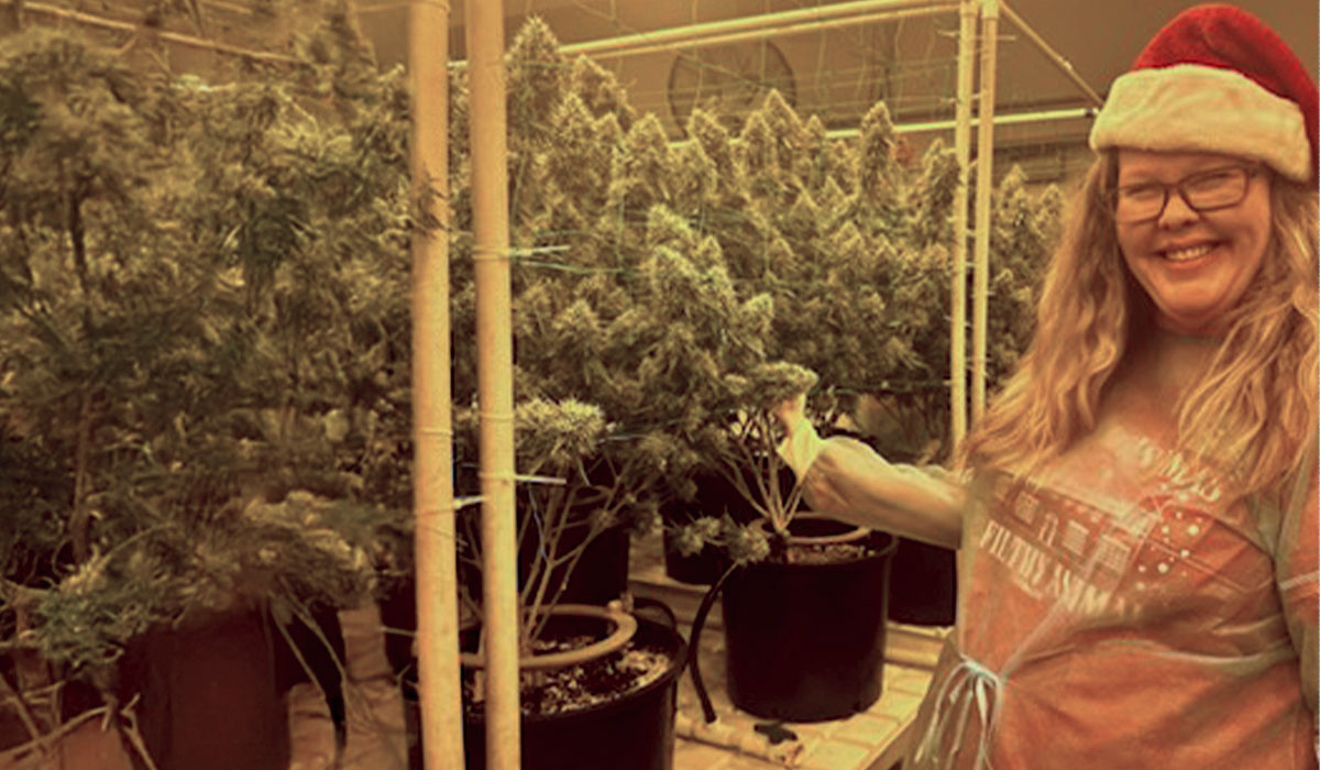 A woman wearing a santa hat stands next to a marijuana grow.