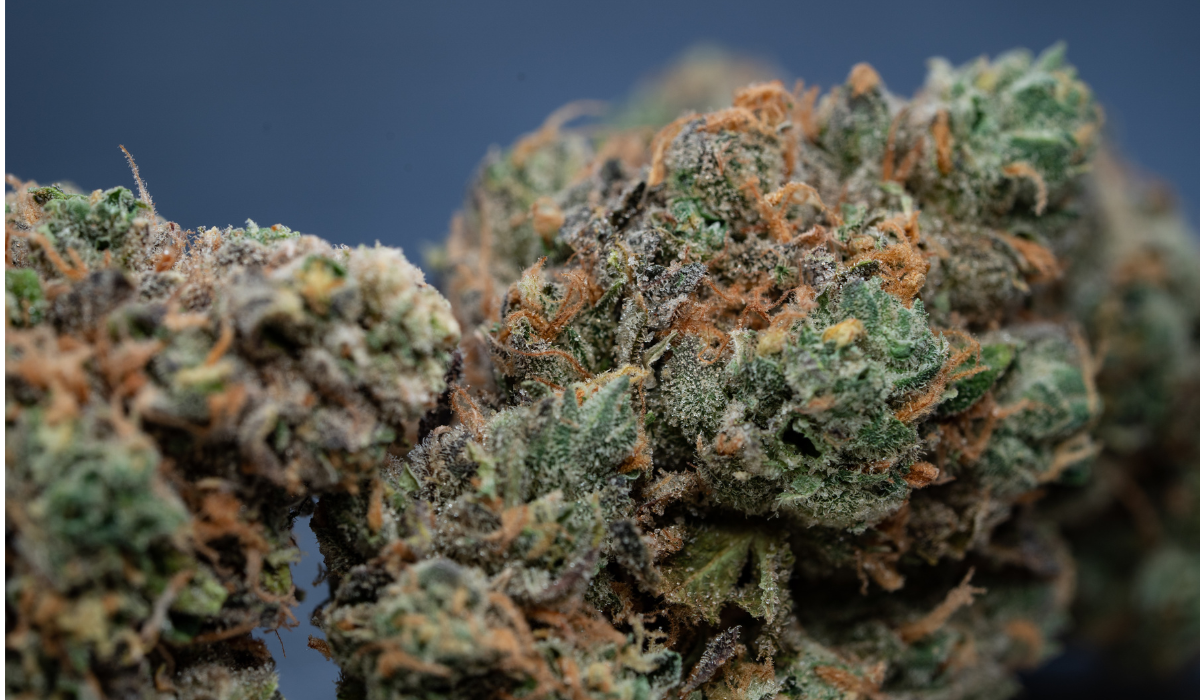 OG Kush close-up.