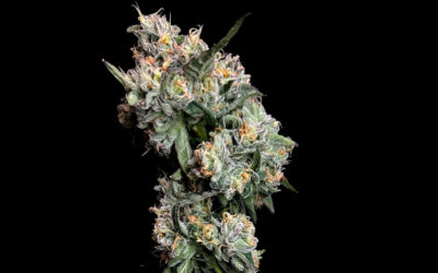 Strain of the Week: ArkanZA