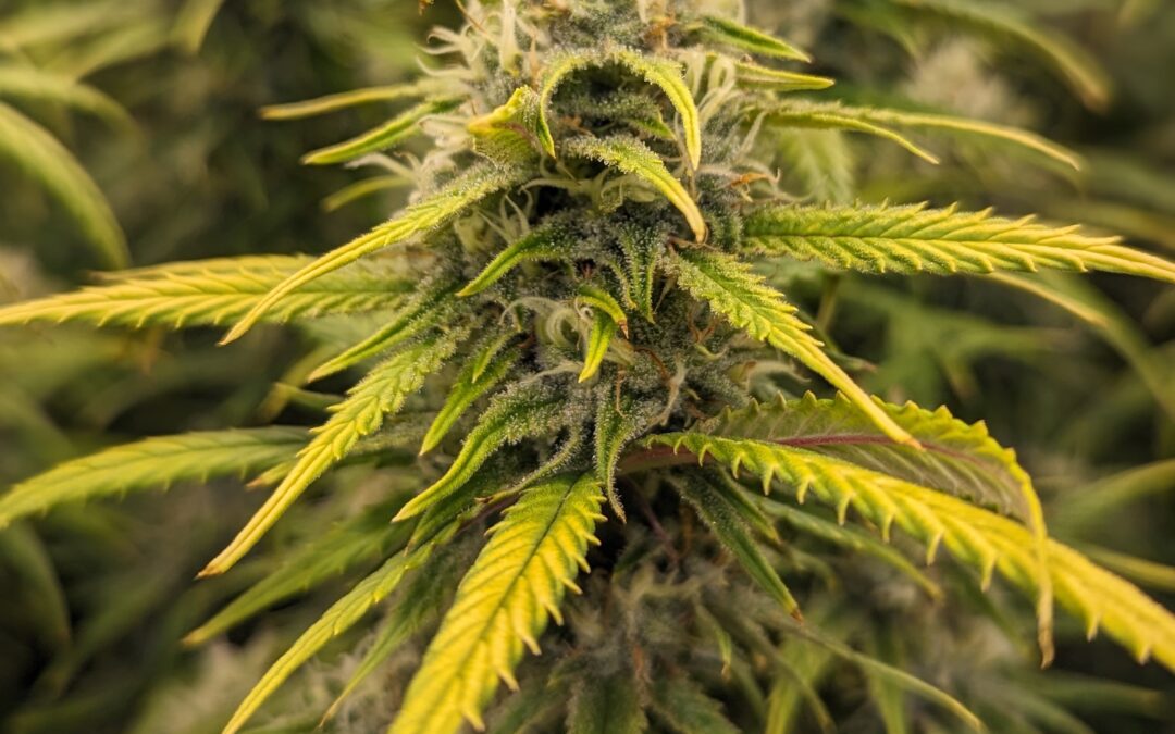 Strain of the Week: Black Jack