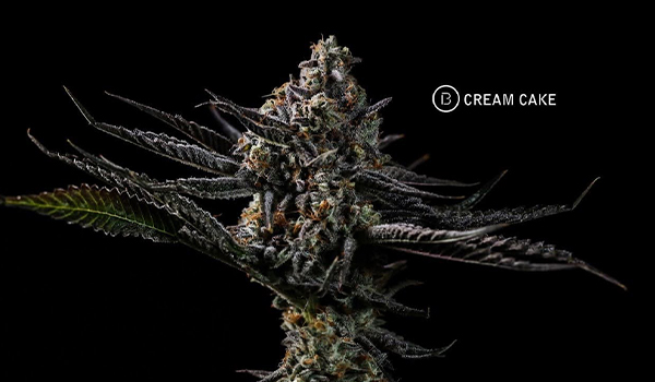 Cream Cake by BOLD Cultivation 