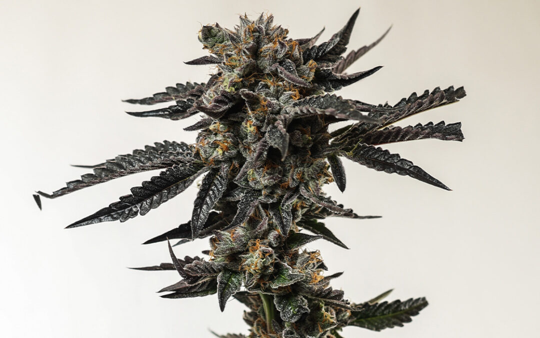 Strain of the Week: Sour Berry Blue