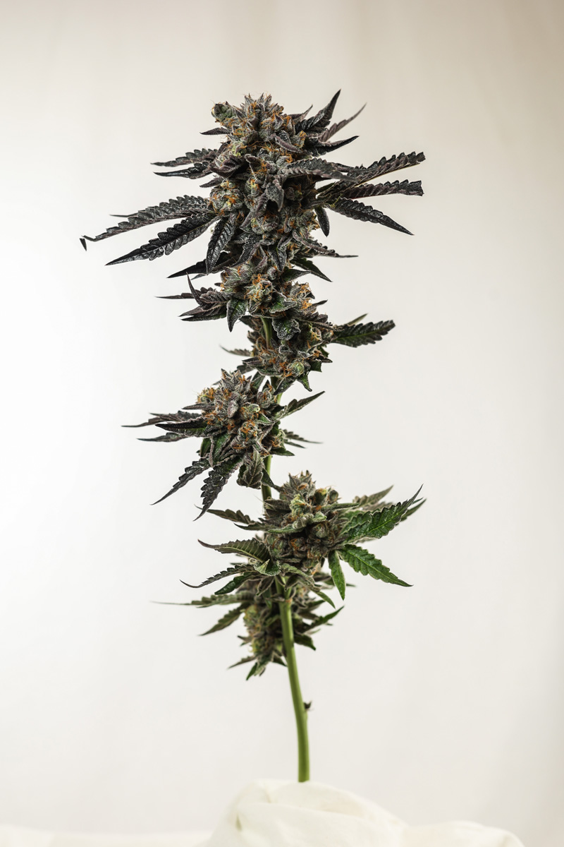 Sour Berry Blue - BOLD Cultivation