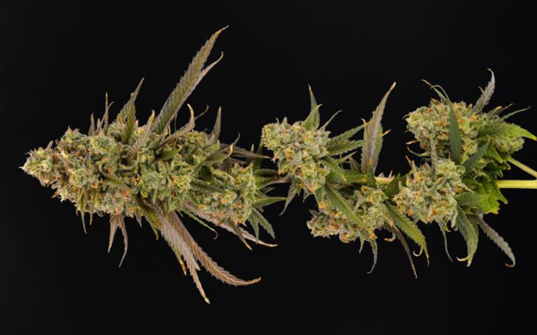 Futura Haze – Strain of the Week