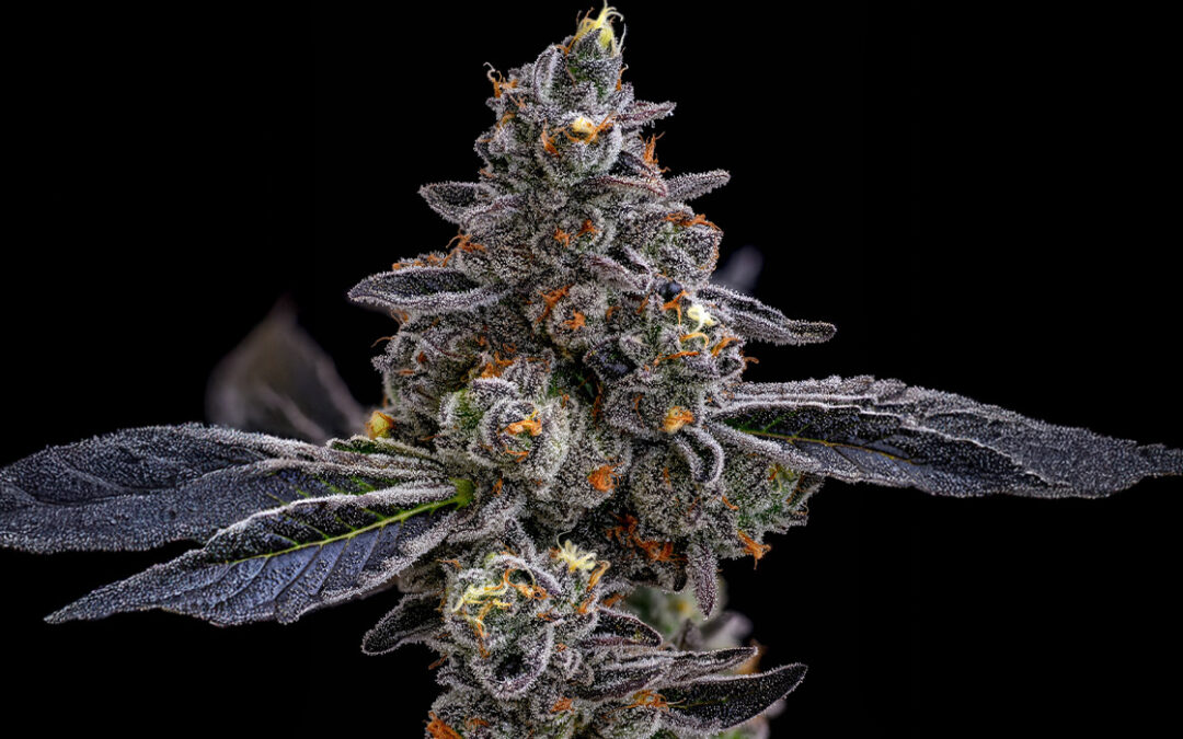 Strain of the Week: Gaschata #01