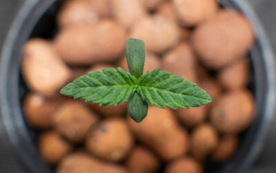 Soil vs. Hydroponics