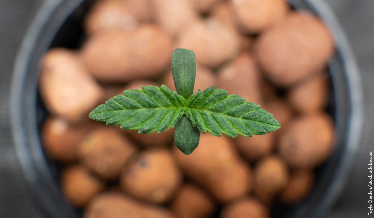 Soil vs. Hydroponics