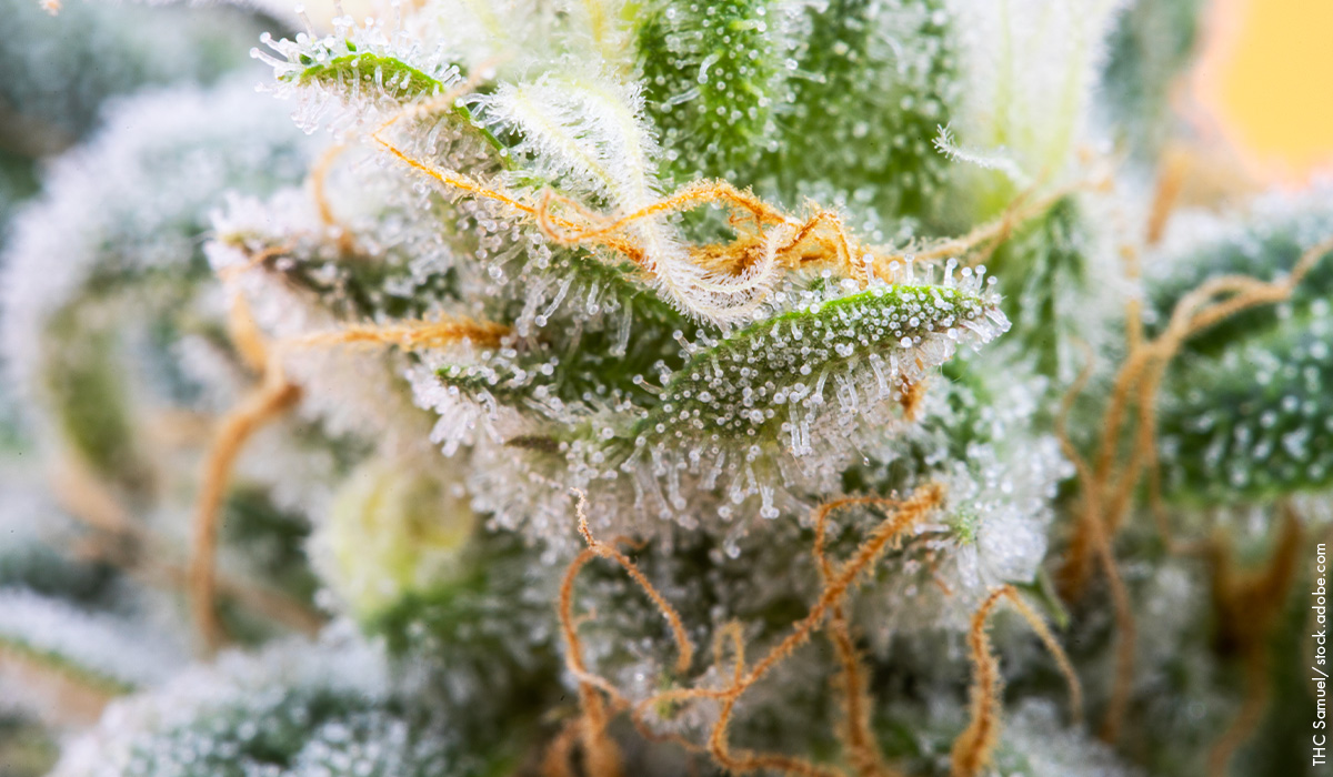 Trichomes