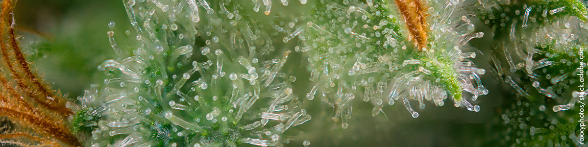 Trichomes