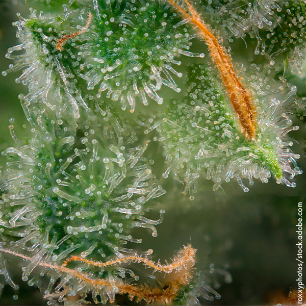 trichomes