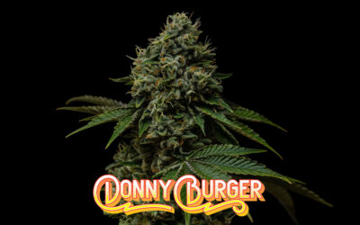 Strain of The Week: Donny Burger