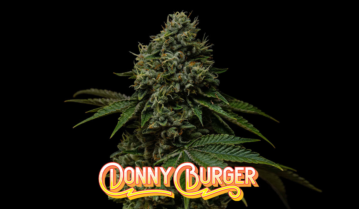 Donny Burger By The Source Dispensary & Apothecary