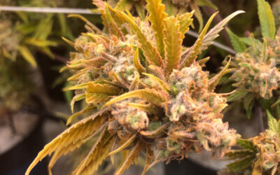 Strain of the Week: Strawberry Cough
