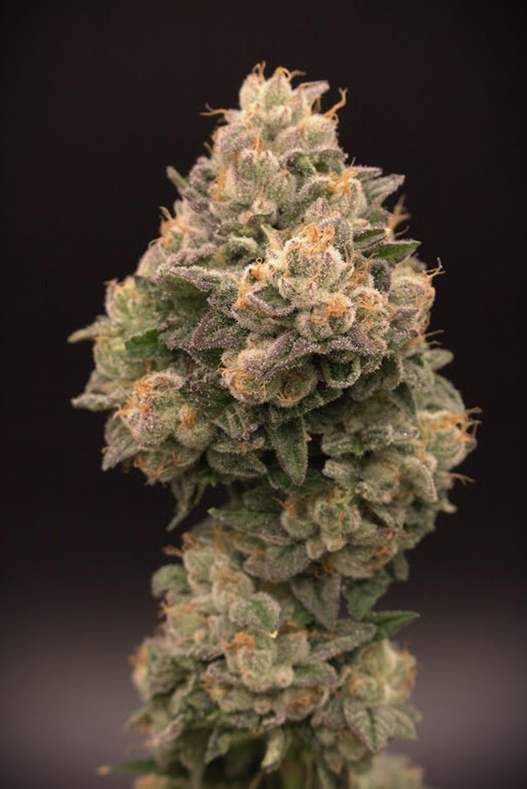 Motor City – ReLeaf Grown