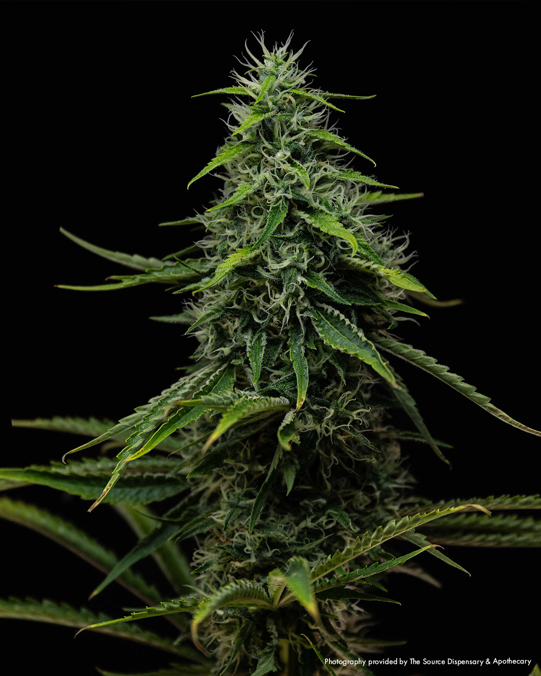 Lemon Skunk by The Source Dispensary & Apothecary