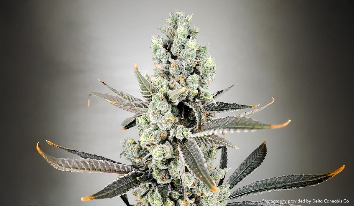 Truffletini By Delta Cannabis Co.